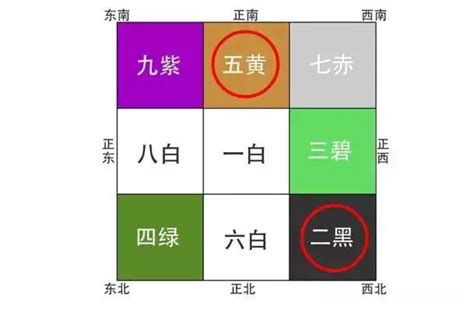 貓的五行|解密寵物風水之貓